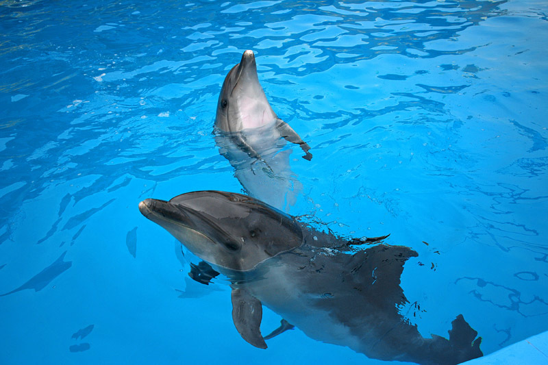 Дельфинарий в Большом Атлеше, Крым