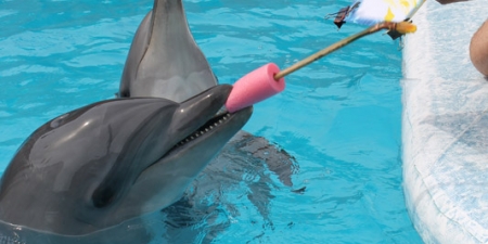 Отдых в Крыму на мысе Тарханкут – дельфинарий